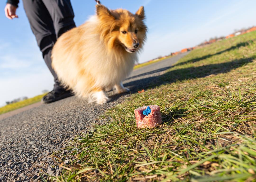 Shetland sheepdog in front of a bone on the pavement.