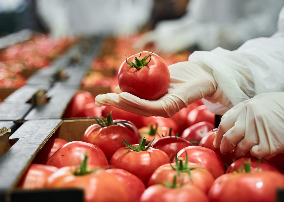 An employee conducting quality control on tomatoes at a factory site.