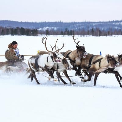 Five reindeer pulling a person on a sled in traditional reindeer sleigh racing on a frozen lake.