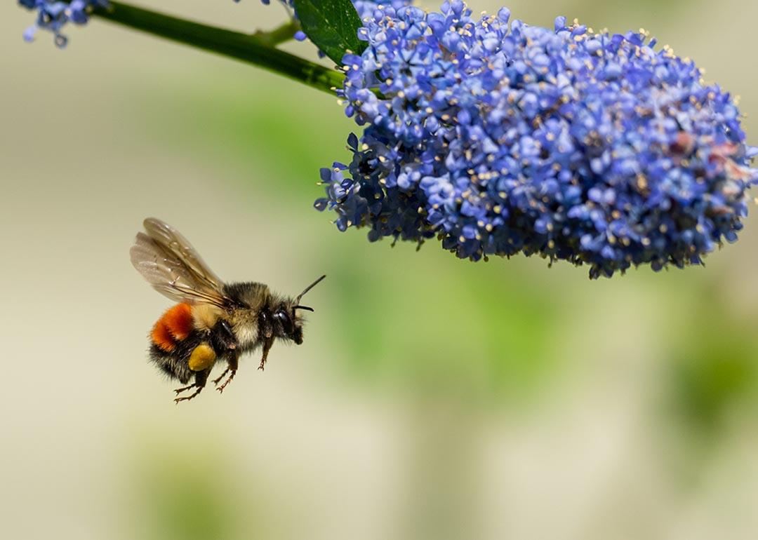 A Black-tailed Bumblebee flying to blue Ceanothus flowers (Bombus melanopygus).