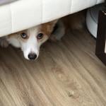 A multicolored eyes corgi dog hiding under the bed.