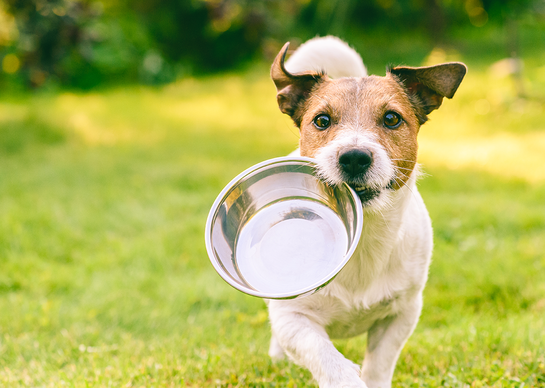 Dog running on grass with a bowl in its mouth.