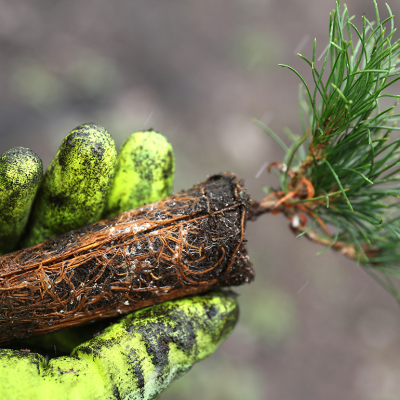 NPS nursery crew member holds a white bark pine seedling in a bright-yellow gloved hand.