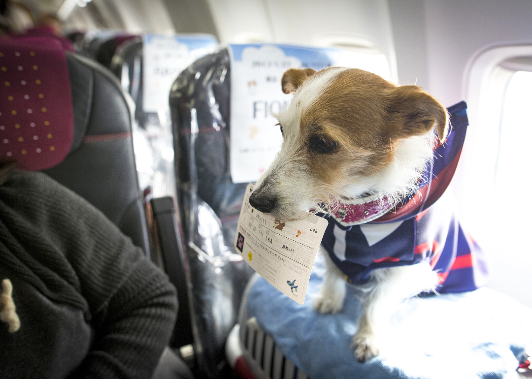 A dog on a plane with an airline ticket in its mouth.