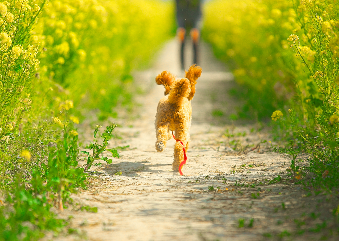 A dog running down a path lined with yellow flowers.