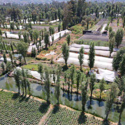 Aerial view of Ahuejotes, Mexican willow trees, planted around the plots to protect against erosion.